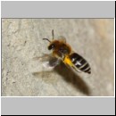 Colletes daviesanus - Seidenbiene w001c 9mm beim Nestanflug - OS-Insektenhotel det.jpg